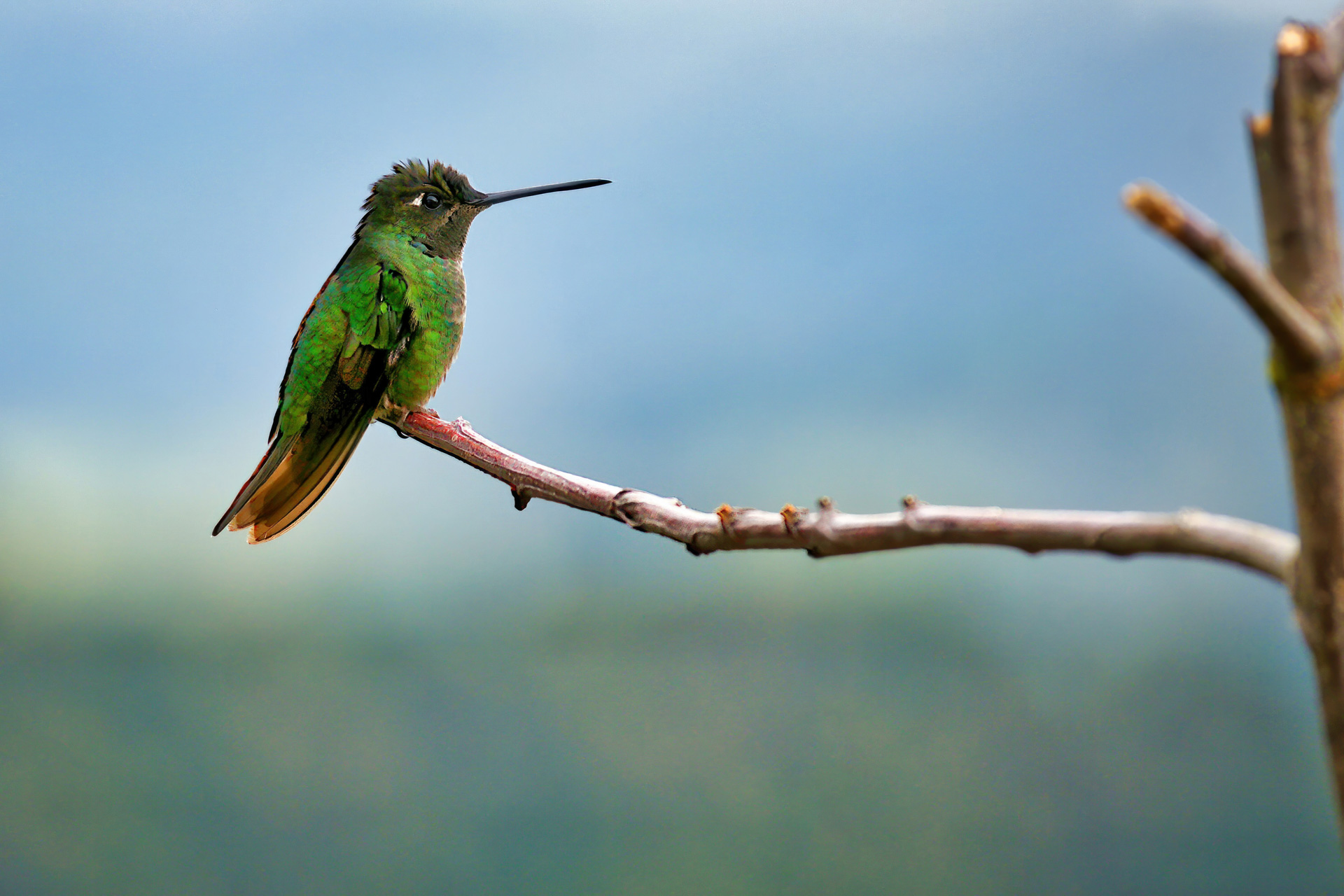In Costa Rica gibt es 53 Kolibriarten, hier vermutlich ein Feuerkehlkolibri